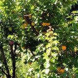 Apricots ~ Blenheim