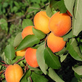 Jam ~ Homemade Blenheim Apricot (Limited Quantities)