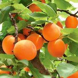 Apricots ~ Jumbo