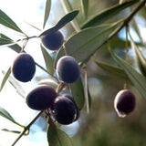 Olives ~ Italian-Style